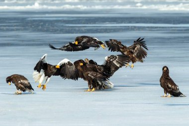 Steller 'in deniz kartalları ve beyaz kuyruklu kartallar donmuş gölde, Hokkaido, Japonya' da, büyük pençeleri ve gagaları olan görkemli deniz yırtıcıları, doğadan gelen vahşi yaşam sahnesi, kuş macerası