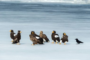 Steller 'in deniz kartalları ve beyaz kuyruklu kartallar donmuş gölde, Hokkaido, Japonya' da, büyük pençeleri ve gagaları olan görkemli deniz yırtıcıları, doğadan gelen vahşi yaşam sahnesi, kuş macerası
