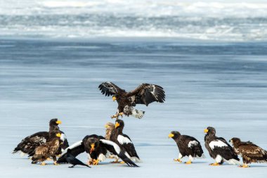 Steller 'in deniz kartalları ve beyaz kuyruklu kartallar donmuş gölde, Hokkaido, Japonya' da, büyük pençeleri ve gagaları olan görkemli deniz yırtıcıları, doğadan gelen vahşi yaşam sahnesi, kuş macerası