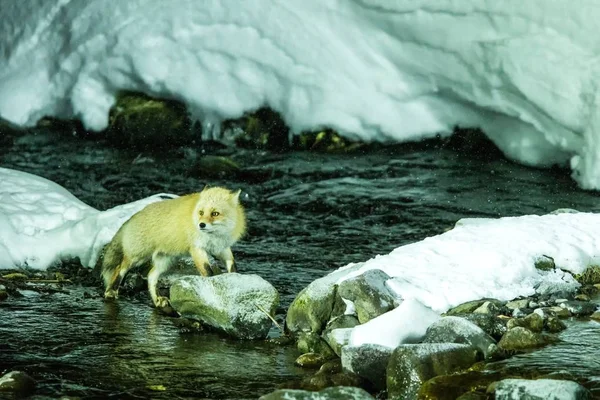 Vörös róka, vulpes vulpes, vadászati halak hideg vízben patak, egyedülálló természeti szépsége Hokkaido, Japán, kaland Ázsiában, emlős a téli jelenetben, vadon élő állatok — Stock Fotó