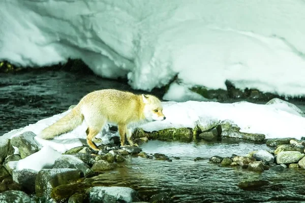 Rode vos, vulpes vulpes, jagen op vis in koude water kreek, unieke natuurlijke schoonheid van Hokkaido, Japan, avontuur in Azië, zoogdier in de winter scene, wilde dieren — Stockfoto