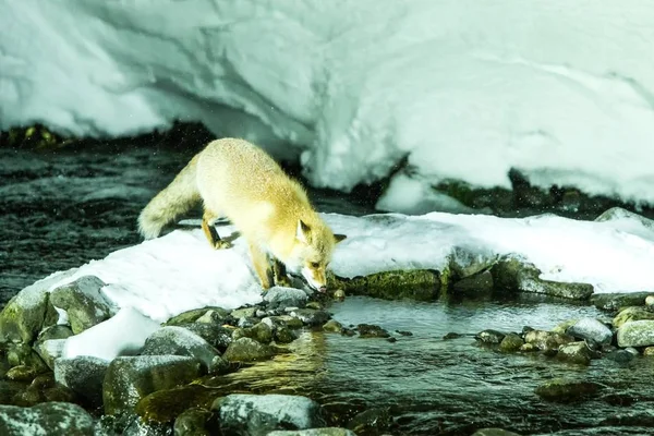 Κόκκινη αλεπού, vulpes vulpes, κυνήγι ψαριών στο κρύο νερό Creek, μοναδική φυσική ομορφιά του Hokkaido, Ιαπωνία, περιπέτεια στην Ασία, θηλαστικά στη χειμερινή σκηνή, άγρια ζώα — Φωτογραφία Αρχείου