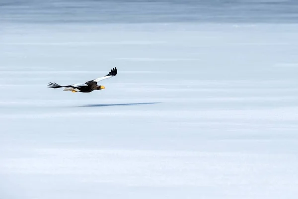 Steller's sea eagle in flight over frozen lake, Hokkaido, Japan, majestic sea raptors with big claws and beaks, wildlife scene from nature,birding adventure in Asia,winter scenery with flying bird — Stock Photo, Image