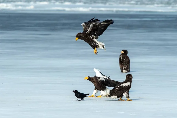 北海道の凍った湖で魚と戦うオオワシ2羽、大きな爪とくちばしを持つ雄大な海の猛禽類、自然の野生動物のシーン、アジアでの鳥の冒険、飛行中の鳥 — ストック写真