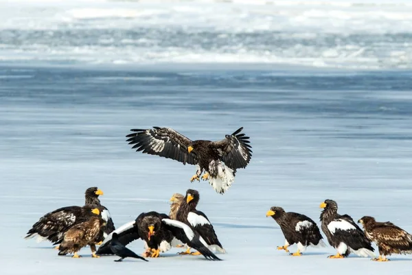 Flock of Steller 's sea eagles and white-tailed eagles fighting over fish on frozen lake, Hokkaido, Japão, majestosas aves de rapina com grandes garras e bicos, cena da vida selvagem da natureza, aventura de aves em — Fotografia de Stock