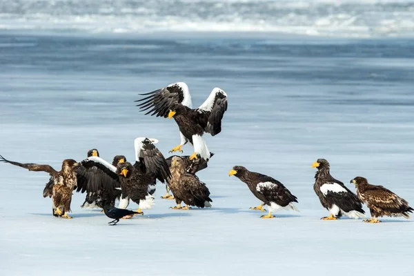 Bandada de águilas marinas de Steller y águilas de cola blanca peleando por peces en el lago congelado, Hokkaido, Japón, majestuosas rapaces marinas con grandes garras y picos, escena de la vida silvestre de la naturaleza, aventura de observación de aves en —  Fotos de Stock