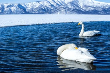 Whooper Swan ya da Cygnus cygnus kışın Akan Ulusal Parkı 'nda Kussharo Gölü' nde yüzer, Hokkaido, Japonya, karla kaplı dağlar, Asya 'da kuş macerası, zarif kraliyet kuşları