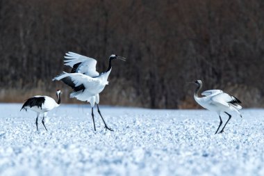 Dans kırmızı taçlı vinçler (grus japonensis) karlı çayır açık kanatları ile, dans ritüel, kış, Hokkaido, Japonya, japon vinç, güzel beyaz ve siyah kuşlar, zarif, yaban hayatı