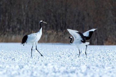 Dans kırmızı taçlı vinçler (grus japonensis) karlı çayır açık kanatları ile, dans ritüel, kış, Hokkaido, Japonya, japon vinç, güzel beyaz ve siyah kuşlar, zarif, yaban hayatı