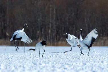 Dans kırmızı taçlı vinçler (grus japonensis) karlı çayır açık kanatları ile, dans ritüel, kış, Hokkaido, Japonya, japon vinç, güzel beyaz ve siyah kuşlar, zarif, yaban hayatı