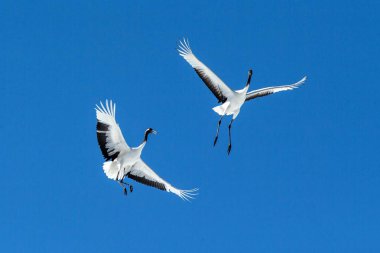 Kırmızı taçlı vinçler (grus japonensis) mavi gökyüzü, kış, Hokkaido, Japonya, Japon vinç, güzel mistik ulusal beyaz ve siyah kuşlar, zarif hayvan karşı uzanmış kanatları ile uçuş