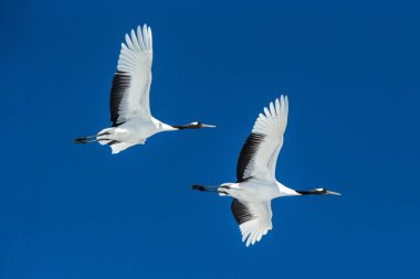 Kırmızı taçlı vinçler (grus japonensis) mavi gökyüzü, kış, Hokkaido, Japonya, Japon vinç, güzel mistik ulusal beyaz ve siyah kuşlar, zarif hayvan karşı uzanmış kanatları ile uçuş