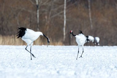 Dans kırmızı taçlı vinçler (grus japonensis) karlı çayır açık kanatları ile, dans ritüel, kış, Hokkaido, Japonya, japon vinç, güzel beyaz ve siyah kuşlar, zarif, yaban hayatı