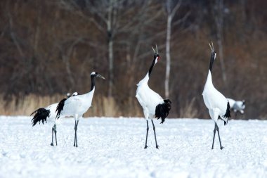 Dans kırmızı taçlı vinçler (grus japonensis) karlı çayır açık kanatları ile, dans ritüel, kış, Hokkaido, Japonya, japon vinç, güzel beyaz ve siyah kuşlar, zarif, yaban hayatı