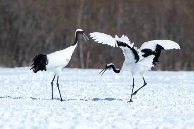 Dans kırmızı taçlı vinçler (grus japonensis) karlı çayır açık kanatları ile, dans ritüel, kış, Hokkaido, Japonya, japon vinç, güzel beyaz ve siyah kuşlar, zarif, yaban hayatı