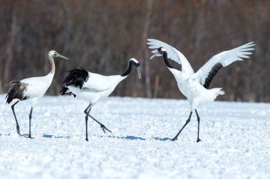 Dans kırmızı taçlı vinçler (grus japonensis) karlı çayır açık kanatları ile, dans ritüel, kış, Hokkaido, Japonya, japon vinç, güzel beyaz ve siyah kuşlar, zarif, yaban hayatı