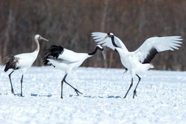 Dans kırmızı taçlı vinçler (grus japonensis) karlı çayır açık kanatları ile, dans ritüel, kış, Hokkaido, Japonya, japon vinç, güzel beyaz ve siyah kuşlar, zarif, yaban hayatı
