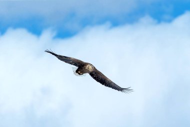 Uçan beyaz kuyruklu kartal, Hokkaido, Japonya 'da bulutlarla mavi gökyüzüne uçan kartal, gündoğumunda kartal silueti, görkemli deniz kartalı, duvar kağıdı, kuş izole edilmiş siluet, Asya' da kuşçuluk