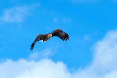 Uçan beyaz kuyruklu kartal, Hokkaido, Japonya 'da bulutlarla mavi gökyüzüne uçan kartal, gündoğumunda kartal silueti, görkemli deniz kartalı, duvar kağıdı, kuş izole edilmiş siluet, Asya' da kuşçuluk