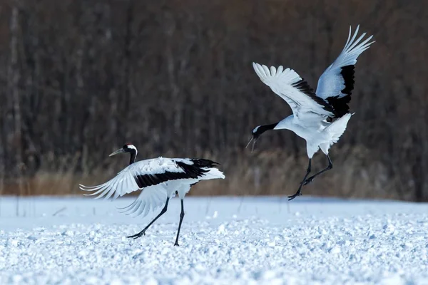 Dans kırmızı taçlı vinçler (grus japonensis) karlı çayır açık kanatları ile, dans ritüel, kış, Hokkaido, Japonya, japon vinç, güzel beyaz ve siyah kuşlar, zarif, yaban hayatı