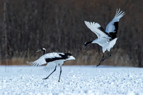 Dancing Red Crowned Cranes Grus Japonensis Open Wings Snowy Meadow — Stock Photo, Image