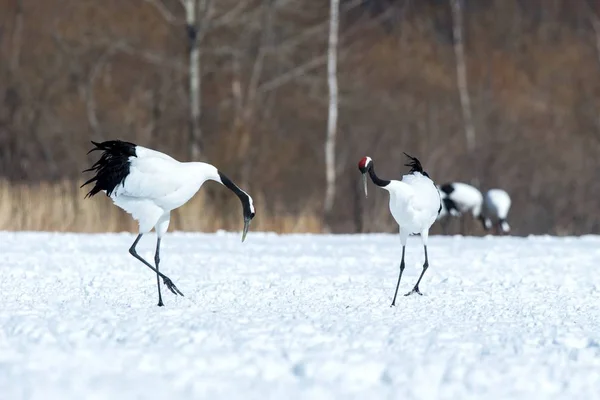 Dançando guindastes coroados vermelhos (grus japonensis) com asas abertas no prado nevado, ritual de dança de acasalamento, inverno, Hokkaido, Japão, guindaste japonês, belos pássaros brancos e negros, elegante, vida selvagem — Fotografia de Stock