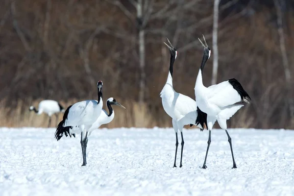 Tančící Rudí korunní jeřáby (Grus japonensis) s otevřenými křídly na zasněžené louce, rituální taneční rituál, zima, Hokkaido, Japonsko, japonský jeřáb, krásný bílý a černý pták, elegantní, divoké zvěře — Stock fotografie