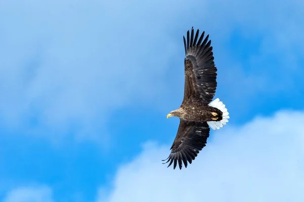 Uçan beyaz kuyruklu kartal, Hokkaido, Japonya 'da bulutlarla mavi gökyüzüne uçan kartal, gündoğumunda kartal silueti, görkemli deniz kartalı, duvar kağıdı, kuş izole edilmiş siluet, Asya' da kuşçuluk