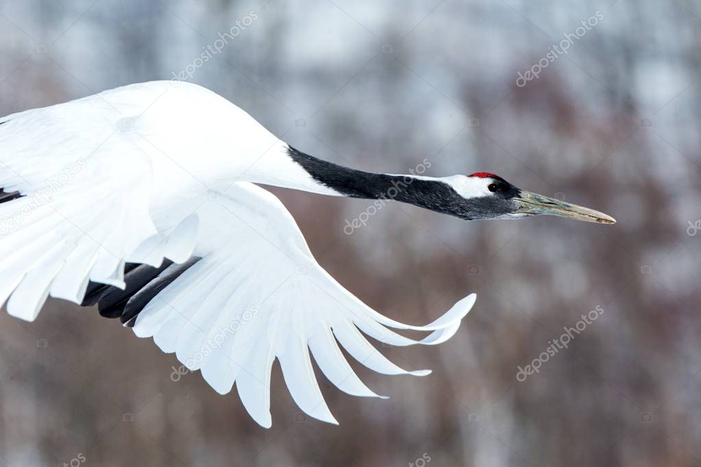 Red crowned cranes (grus japonensis) in flight with outstretched wings, winter, Hokkaido, Japan, japanese crane, beautiful mystic national white and black birds, elegant animal, wildlife scene