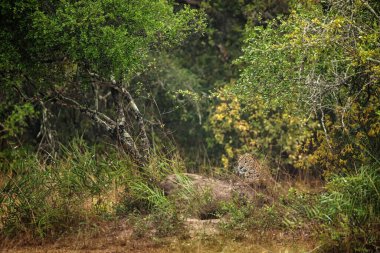 Yağmur ormanlarındaki leopar, Sri Lanka leoparı (Panthera pardus kotiya) çalılıklarda, yaban hayatı fotoğrafçılığında, Yala milli parkında, Sri Lanka 'da, Asya' da egzotik bir yerde dinleniyor.