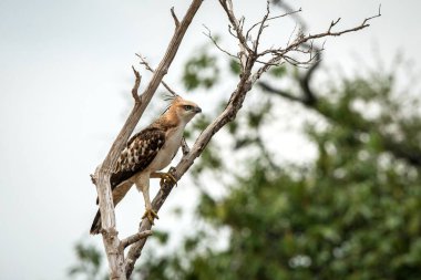 Değişken şahin-kartal veya ibikli şahin-kartal (Nisaetus sirhatus), Hindistan 'ın altkıtasının yırtıcı kuşu, Hindistan ve Sri Lanka, yırtıcı kuş, ağaca tüneyen ve avını arayan yırtıcı kuş.