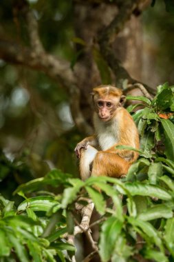 Toque macaque (Macaca sinica) maymunları, Hindistan 'da yaşayan, ağaçta oturan maymun, Wilpattu Ulusal Parkı, Sri Lanka, Asya' da egzotik bir macera türü.