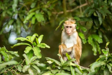 Toque macaque (Macaca sinica) maymunları, Hindistan 'da yaşayan, ağaçta oturan maymun, Wilpattu Ulusal Parkı, Sri Lanka, Asya' da egzotik bir macera türü.