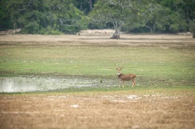 Sri Lanka ekseni geyiği (Axis axis ceylonensis) veya Seylan benekli geyiği Yala Ulusal Parkı, Sri Lanka, Asya 'da egzotik macera