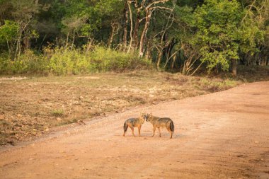 Bir çift altın çakal, Canis Aureus Yala Ulusal Parkı, Sri Lanka, Asya 'da yolda. Sri Lanka 'dan güzel vahşi yaşam manzarası, etobur memeliler, avlanma, egzotik maceralar.