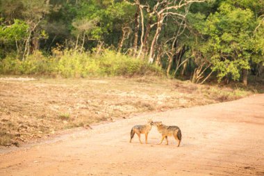 Bir çift altın çakal, Canis Aureus Yala Ulusal Parkı, Sri Lanka, Asya 'da yolda. Sri Lanka 'dan güzel vahşi yaşam manzarası, etobur memeliler, avlanma, egzotik maceralar.