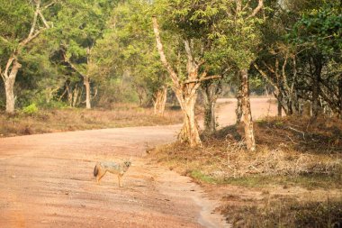 Altın Çakal, Çimlerde Canis Aureus, Sri Lanka, Asya. Sri Lanka 'dan güzel vahşi yaşam manzarası, etobur memeliler, avlanma, egzotik maceralar.