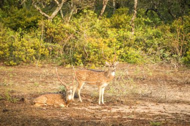 Vahşi Benekli Geyik, Yala Ulusal Parkı, Sri Lanka 'daki Chital veya Cheetal Ekseni, doğadan, vahşi yaşamdan, savandan, memelilerden, otların üzerinde dinlenen geyik manzarası