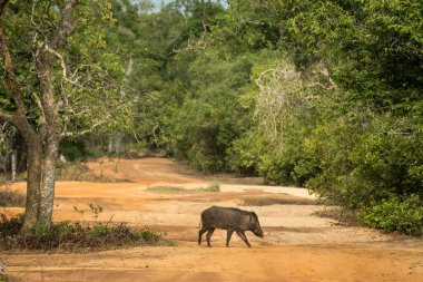 Yaklaş, vahşi domuz, Wilpattu Milli Parkı 'nda karşıdan karşıya geç, Sri Lanka, Asya' da vahşi yaşam fotoğrafı, egzotik macera, safari