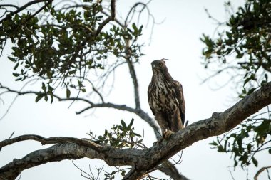 Değişken şahin-kartal veya ibikli şahin-kartal (Nisaetus sirhatus), Hint yağmur ormanları, Hindistan ve Sri Lanka 'nın yırtıcı kuşu, yırtıcı hayvan portresi, Wilpattu Ulusal Parkı' ndaki ağaçta tünemiş kuş.