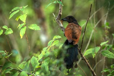 Büyük Coucal ya da Crow Sülünü ya da Centropus Sinensis, Sri Lanka ya da Seylan 'daki güzel doğal yaşam ortamında ağaca tünemiş, gagasında böcek olan kuş, doğadan gelen egzotik kuş sahnesi