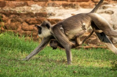 Gri langurlar, kutsal langurlar, Hint langurları ya da Anuradhapura 'daki Hanuman langurları, bebeği Sri Lanka ile çimenlerde koşan dişi maymun, Asya' da egzotik macera, antik tapınak.