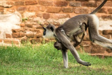 Gri langurlar, kutsal langurlar, Hint langurları ya da Anuradhapura 'daki Hanuman langurları, bebeği Sri Lanka ile çimenlerde koşan dişi maymun, Asya' da egzotik macera, antik tapınak.