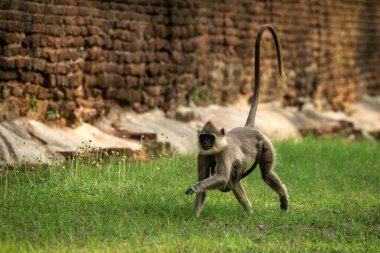 Gri langurlar, kutsal langurlar, Hint langurları ya da Anuradhapura 'daki Hanuman langurları, bebeği Sri Lanka ile çimenlerde koşan dişi maymun, Asya' da egzotik macera, antik tapınak.