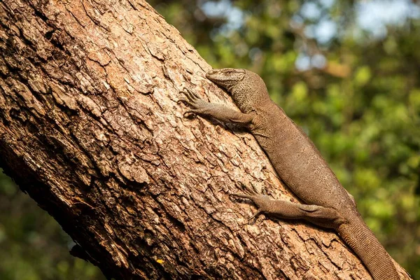 Jaszczurka Bengalska Varanus Bengalensis Gady Waran Spoczywający Wielkim Drzewie Dżungli — Zdjęcie stockowe