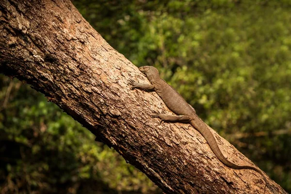 Бенгальская Ящерица Varanus Bengalensis Рептилия Варан Покоится Большом Дереве Джунглях — стоковое фото