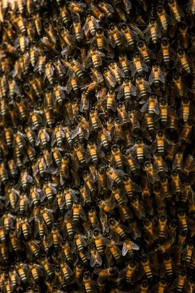 Bijenzwerm Close Foto Aziatische Honingbij Apis Cerana Wilde Bij Zwermen — Stockfoto