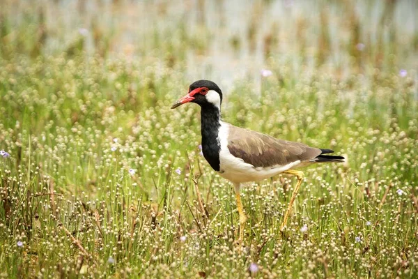 Red-wattled Lapwing (Vanellus Indicus) stands on lake shore, in natural habitat, Yala National Park, Sri Lanka, beautiful colorful bird, Exotic birdwaitching in Asia