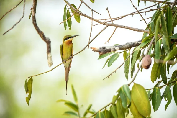 Abelha Comedor Cauda Azul Merops Philippinus Poleiro Ramo Com Folhas — Fotografia de Stock