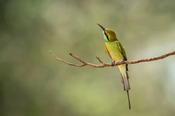 Der Blauschwanzbienenfresser Merops Philippinus Der Auf Zweigen Hockt Farbenfroher Vogel — Stockfoto